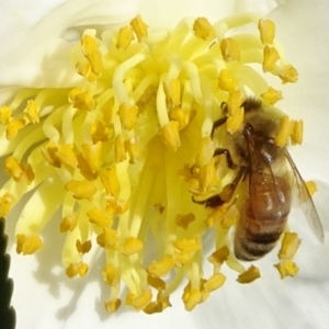 Apis mellifera at Reid, ACT - 12 Apr 2020