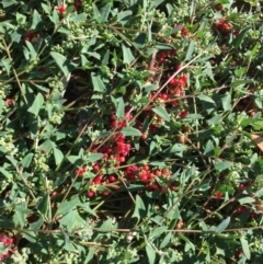 Einadia nutans (Climbing Saltbush) at Lower Boro, NSW - 18 Apr 2020 by mcleana