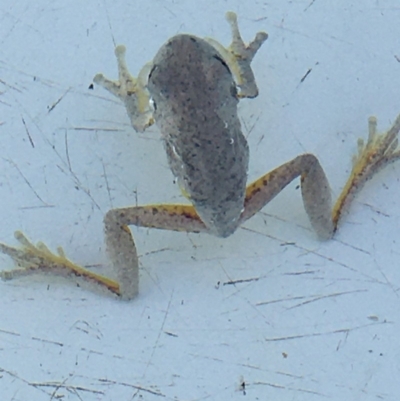 Litoria peronii (Peron's Tree Frog, Emerald Spotted Tree Frog) at Lower Boro, NSW - 18 Apr 2020 by mcleana