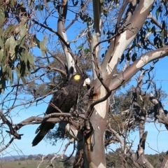 Zanda funerea (Yellow-tailed Black-Cockatoo) at Symonston, ACT - 18 Apr 2020 by Callum Brae Rural Property