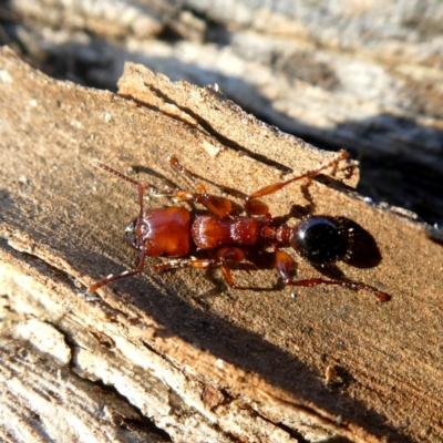 Podomyrma gratiosa (Muscleman tree ant) at Googong, NSW - 18 Apr 2020 by Wandiyali