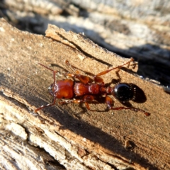 Podomyrma gratiosa (Muscleman tree ant) at Wandiyali-Environa Conservation Area - 18 Apr 2020 by Wandiyali