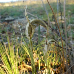 Diplodium laxum at Googong, NSW - suppressed