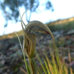 Diplodium laxum at Googong, NSW - suppressed