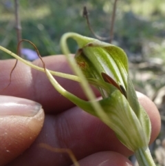 Diplodium laxum at Googong, NSW - suppressed