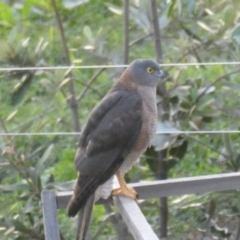 Tachyspiza cirrocephala (Collared Sparrowhawk) at Tathra, NSW - 18 Apr 2020 by Suzhop