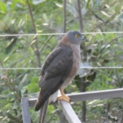 Accipiter cirrocephalus (Collared Sparrowhawk) at Tathra, NSW - 18 Apr 2020 by Suzhop