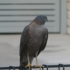 Accipiter cirrocephalus at Tathra, NSW - 18 Apr 2020