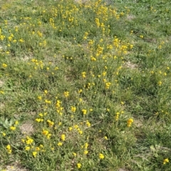 Chrysocephalum apiculatum (Common Everlasting) at Symonston, ACT - 23 Mar 2020 by CallumBraeRuralProperty