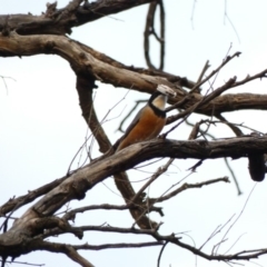 Pachycephala rufiventris at Deakin, ACT - 14 Apr 2020