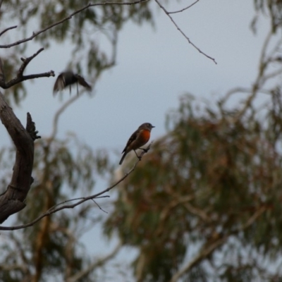 Petroica boodang (Scarlet Robin) at Red Hill Nature Reserve - 14 Apr 2020 by TomT