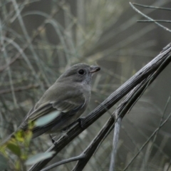 Pachycephala pectoralis at Deakin, ACT - 14 Apr 2020