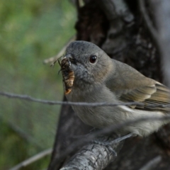 Pachycephala pectoralis (Golden Whistler) at Deakin, ACT - 12 Apr 2020 by TomT