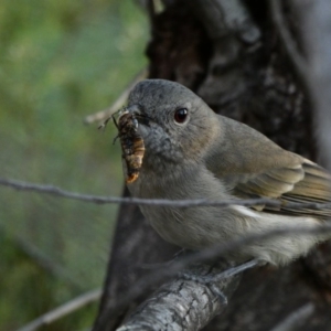 Pachycephala pectoralis at Deakin, ACT - 12 Apr 2020