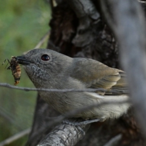 Pachycephala pectoralis at Deakin, ACT - 12 Apr 2020