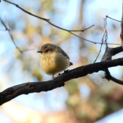 Acanthiza reguloides (Buff-rumped Thornbill) at Red Hill Nature Reserve - 12 Apr 2020 by TomT