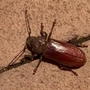 Paroplites australis at Tathra, NSW - 4 Jan 2020 04:52 PM