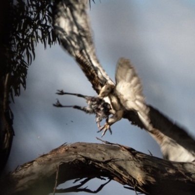 Hieraaetus morphnoides (Little Eagle) at Red Hill, ACT - 6 Apr 2020 by TomT