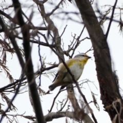 Pardalotus striatus (Striated Pardalote) at Red Hill Nature Reserve - 8 Apr 2020 by TomT