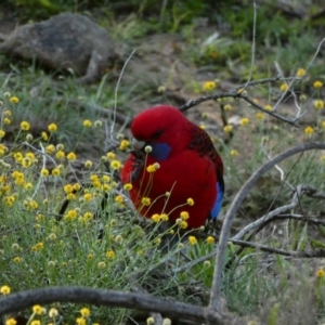 Platycercus elegans at Deakin, ACT - 12 Apr 2020