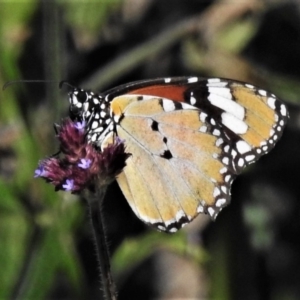 Danaus petilia at Cotter River, ACT - 18 Apr 2020 02:23 PM