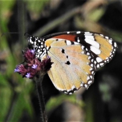 Danaus petilia (Lesser wanderer) at Lower Cotter Catchment - 18 Apr 2020 by JohnBundock