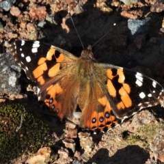 Vanessa kershawi (Australian Painted Lady) at Paddys River, ACT - 18 Apr 2020 by JohnBundock