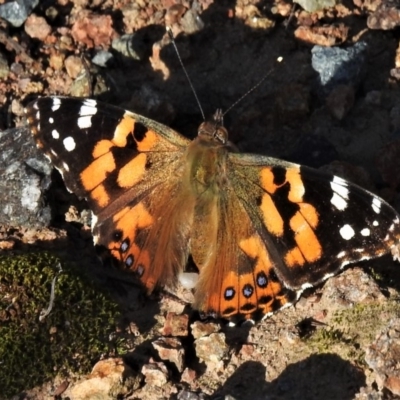 Vanessa kershawi (Australian Painted Lady) at Paddys River, ACT - 18 Apr 2020 by JohnBundock