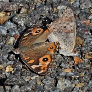 Junonia villida at Cotter River, ACT - 18 Apr 2020