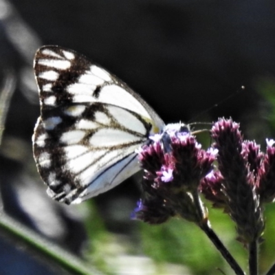 Belenois java (Caper White) at Cotter River, ACT - 18 Apr 2020 by JohnBundock