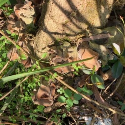 Unidentified Fungus, Moss, Liverwort, etc at Quaama, NSW - 18 Apr 2020 by FionaG