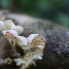 Marasmiellus candidus at Quaama, NSW - 17 Apr 2020 by FionaG