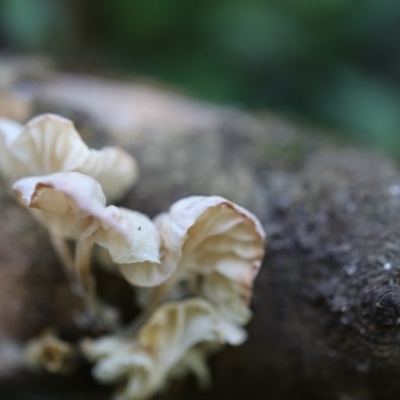 Marasmiellus candidus at Quaama, NSW - 17 Apr 2020 by FionaG