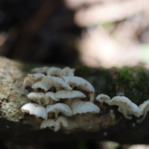 Marasmiellus candidus at Quaama, NSW - 18 Apr 2020