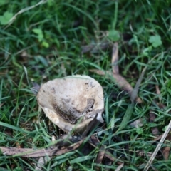 Unidentified Fungus, Moss, Liverwort, etc at Quaama, NSW - 18 Apr 2020 by FionaG