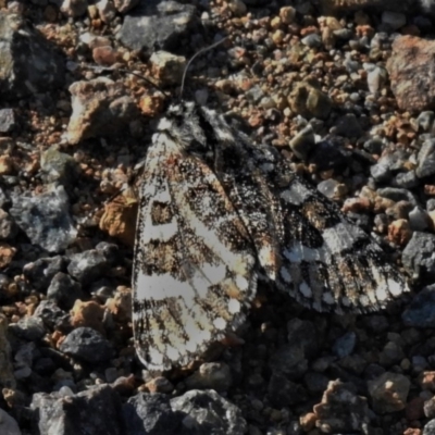 Apina callisto (Pasture Day Moth) at Cotter River, ACT - 18 Apr 2020 by JohnBundock