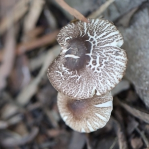 Lepiota sp. at Quaama, NSW - 18 Apr 2020