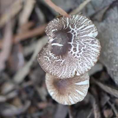 Lepiota sp. (Lepiota) at Quaama, NSW - 18 Apr 2020 by FionaG