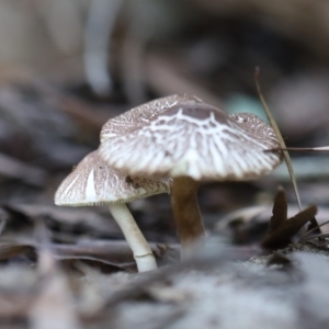 Lepiota sp. at Quaama, NSW - 18 Apr 2020