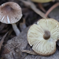 Lepiota sp. at Quaama, NSW - 18 Apr 2020