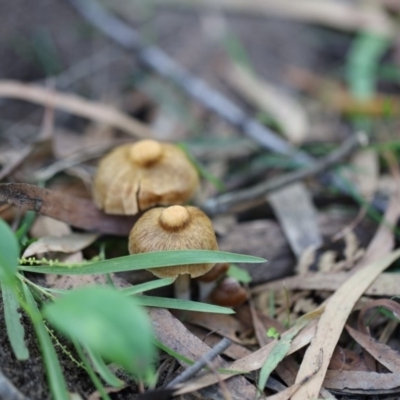 zz agaric (stem; gills not white/cream) at Quaama, NSW - 18 Apr 2020 by FionaG