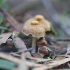 zzz ?Inocybe at Quaama, NSW - 18 Apr 2020 01:08 PM