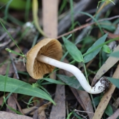 zzz ?Inocybe at Quaama, NSW - 18 Apr 2020 01:08 PM