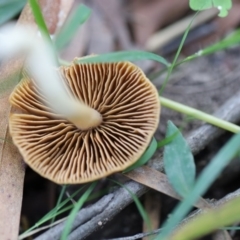 zzz ?Inocybe at Quaama, NSW - 18 Apr 2020 01:08 PM