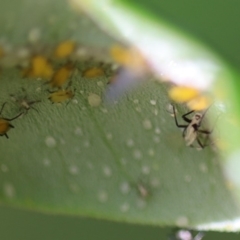 Aphididae (family) (Unidentified aphid) at Quaama, NSW - 18 Apr 2020 by FionaG