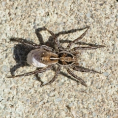 Artoriopsis sp. (genus) (Unidentified Artoriopsis wolf spider) at QPRC LGA - 18 Apr 2020 by WHall