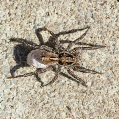 Artoriopsis sp. (genus) (Unidentified Artoriopsis wolf spider) at QPRC LGA - 18 Apr 2020 by WHall
