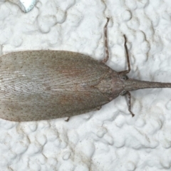 Rentinus dilatatus (Fulgorid planthopper) at Ainslie, ACT - 17 Apr 2020 by jb2602