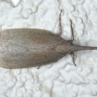 Rentinus dilatatus (Fulgorid planthopper) at Ainslie, ACT - 17 Apr 2020 by jbromilow50