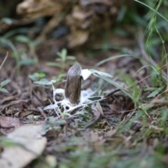 Unidentified Fungus, Moss, Liverwort, etc at Quaama, NSW - 16 Apr 2020 by FionaG